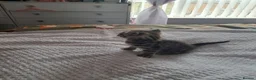 Bengal cats for sale: 3 bengel cross kittens in Shipley - Advert 10