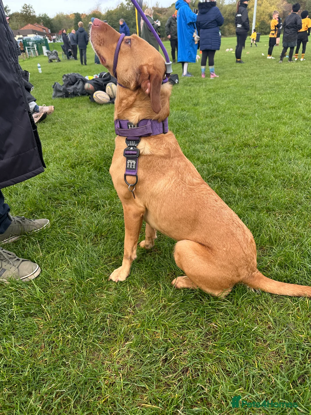 Borador dogs for sale: Labrador x Collie Puppies - Advert 8