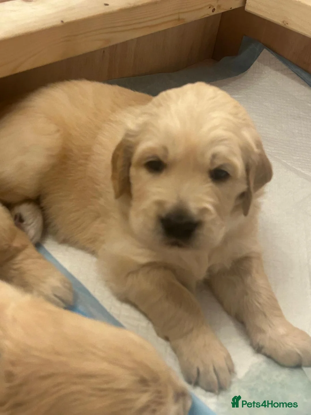 Golden Retriever dogs for sale: Beautiful KC registered Golden Retriever puppies - Advert 10