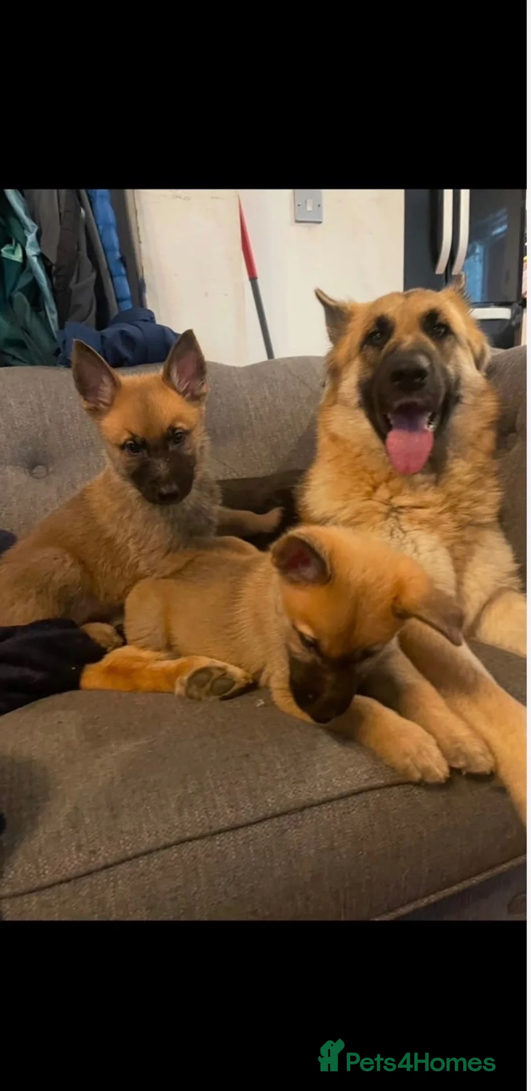 German Shepherd dogs for sale: German shepard - Advert 1