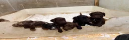 Sproodle dogs for sale: Beautiful Sproodles for sale F1 - Advert 15