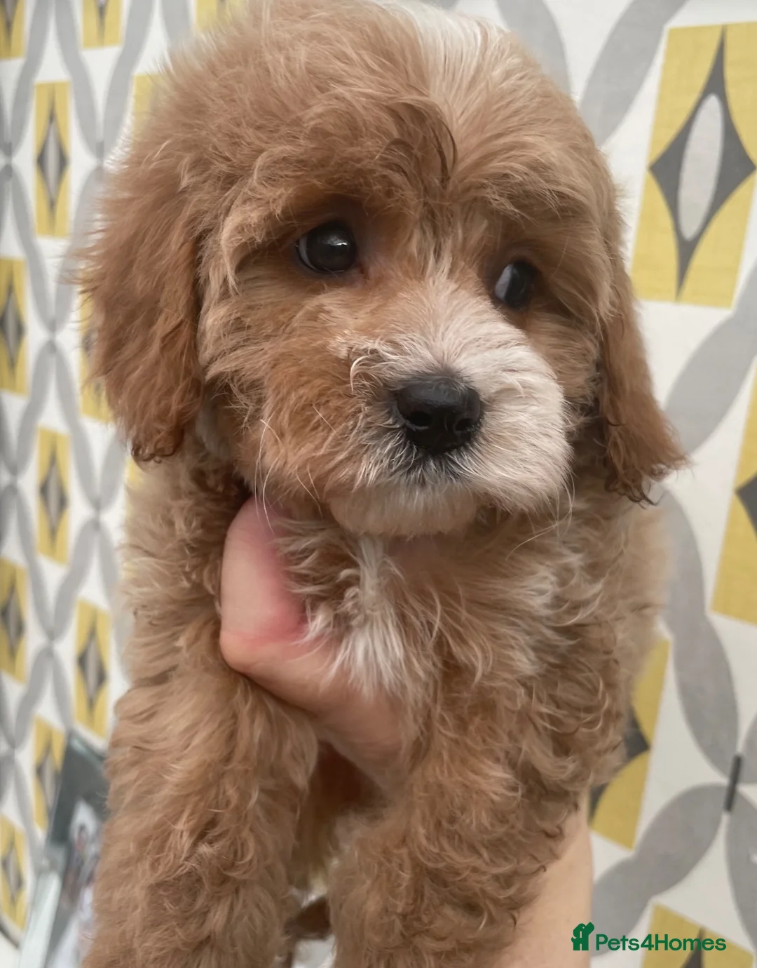 Maltipoo dogs for sale: Maltipoo  - Advert 1