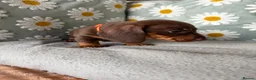 Miniature Dachshund dogs for sale: Puppies  - Advert 9