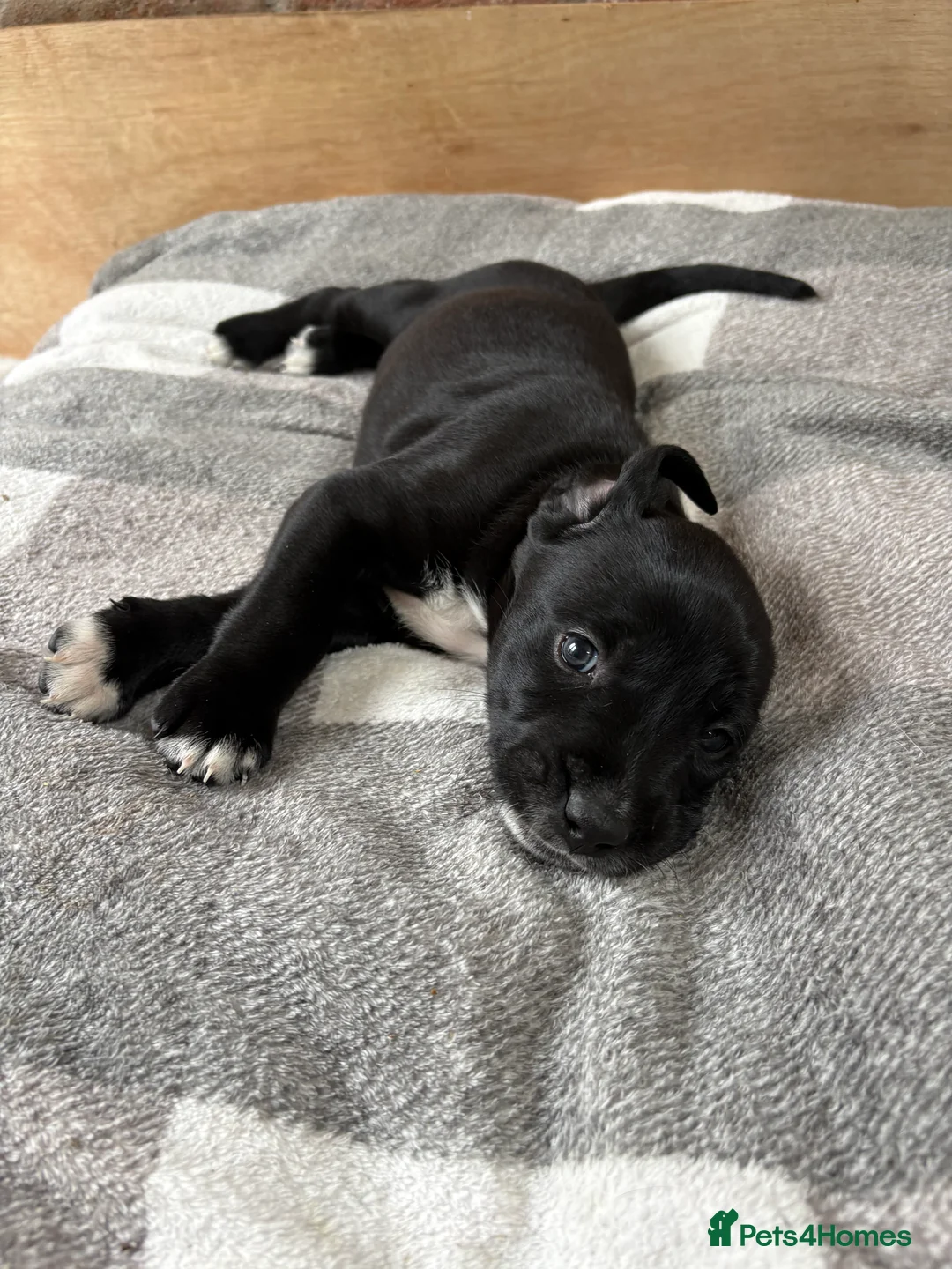 Mixed Breed dogs for sale: Dalmatian x Labrador puppies  - Advert 5