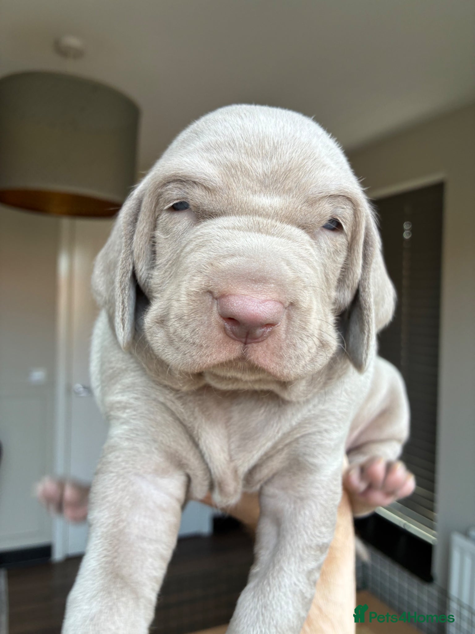 Weimaraner dogs 1 Stunning Weimaraner Puppy Boy Available - Advert 7