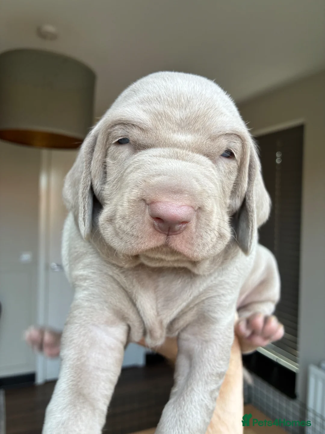 Weimaraner dogs for sale: 1 Stunning Weimaraner Puppy Boy Available - Advert 1
