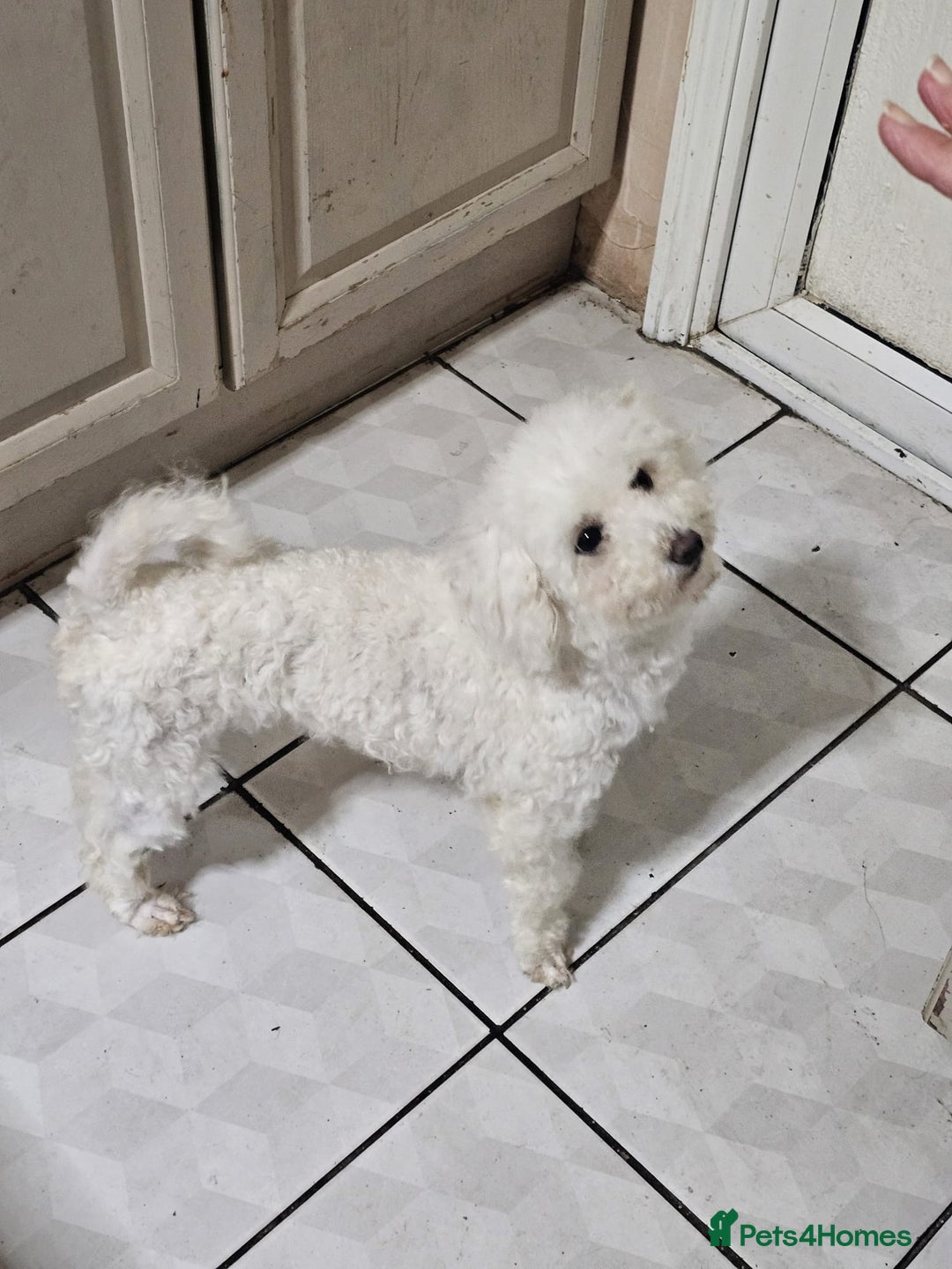 Bichon Frise dogs for sale: 2 year old bichon frise - Image 1