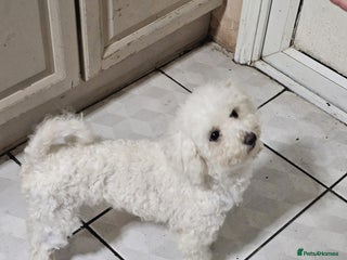 Bichon Frise dogs - Advert 8