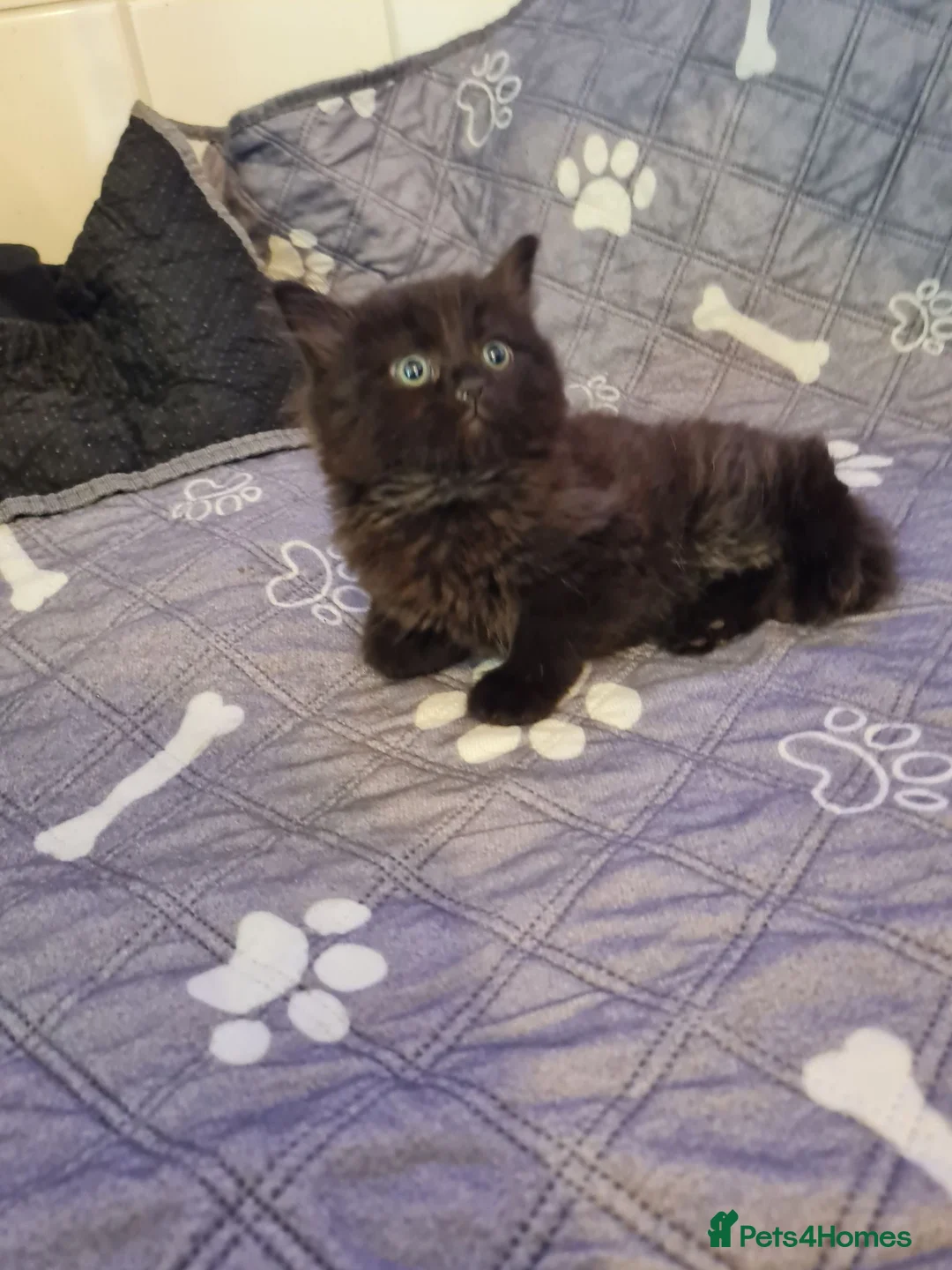 Mixed Breed cats for sale:  kitten  black smokey tabby fluffy hair  - Advert 8