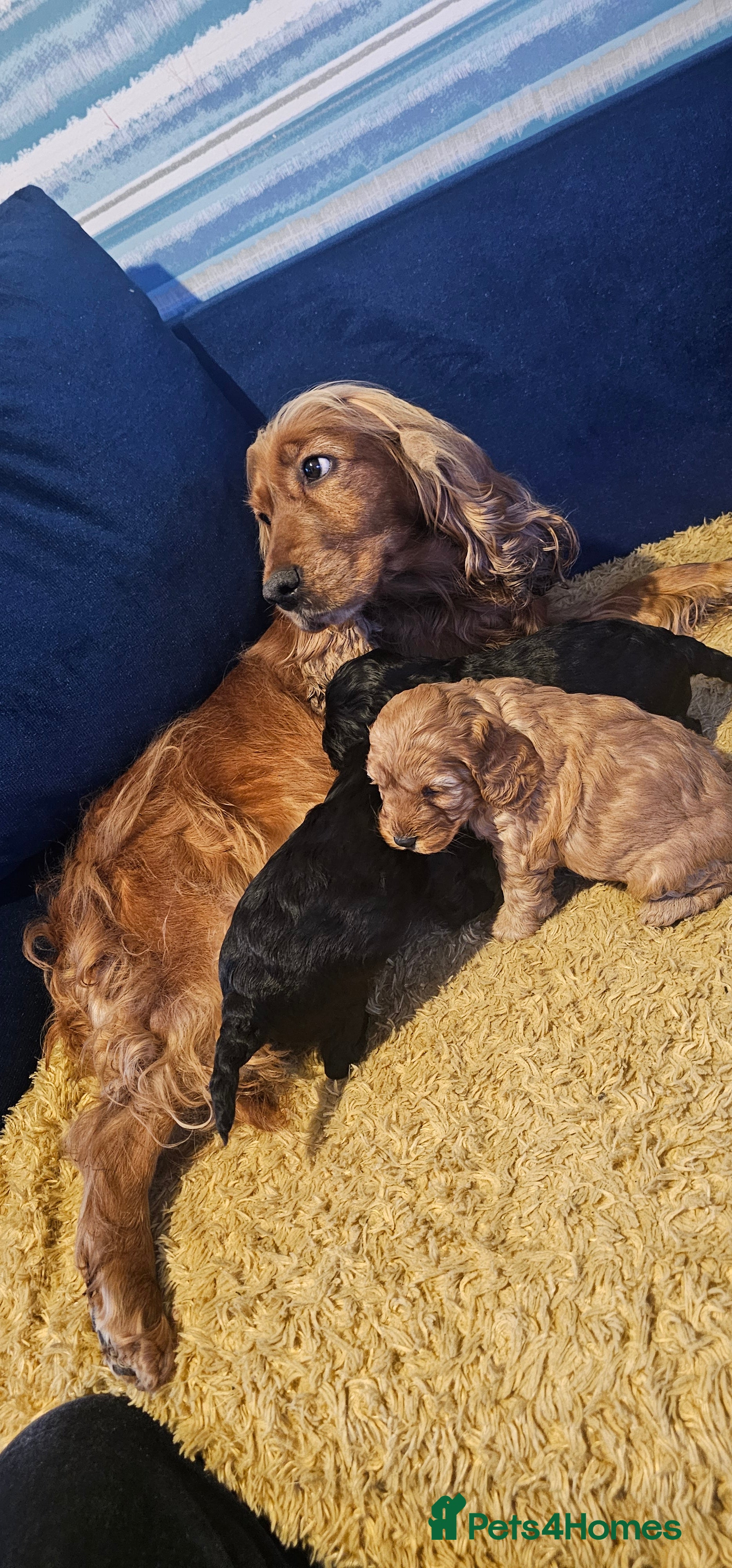 Cockapoo dogs Cockapoo puppies £650 - Advert 4