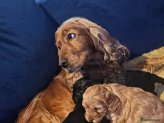 Cockapoo dogs Cockapoo puppies £650 - Advert 4