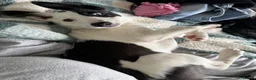 Border Collie dogs for sale: Skye  in Maidstone - Advert 11
