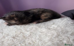 Mixed Breed cats for sale: Beautiful kittens - Image 7