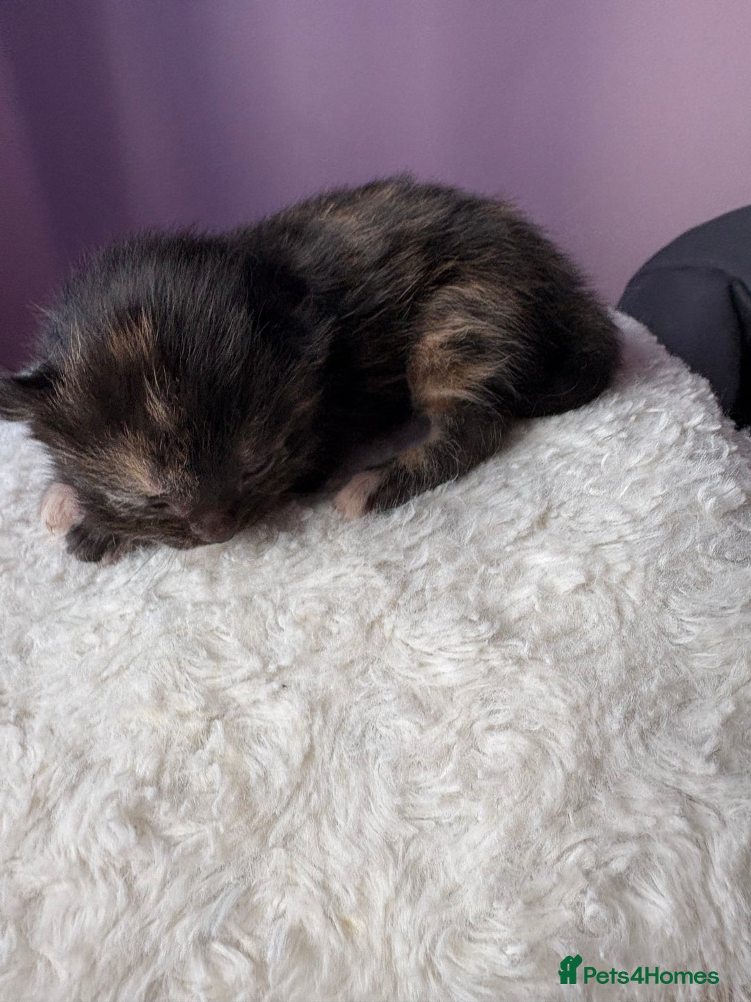 Mixed Breed cats for sale: Beautiful kittens - Image 7