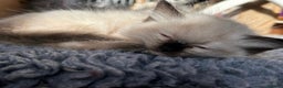 Ragdoll cats for sale: GCCF Ragdoll seal kittens, only 2 boys left - Advert 24