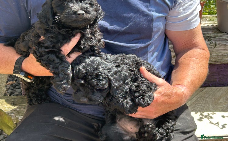 Cockapoo dogs - Advert 4
