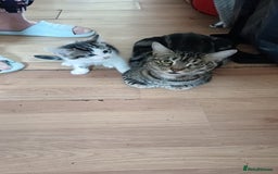 Mixed Breed cats for sale: Kitty  - Image 8