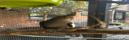 Cockatiels birds for sale: Baby Cockatiel’s in Ilkeston - Advert 7
