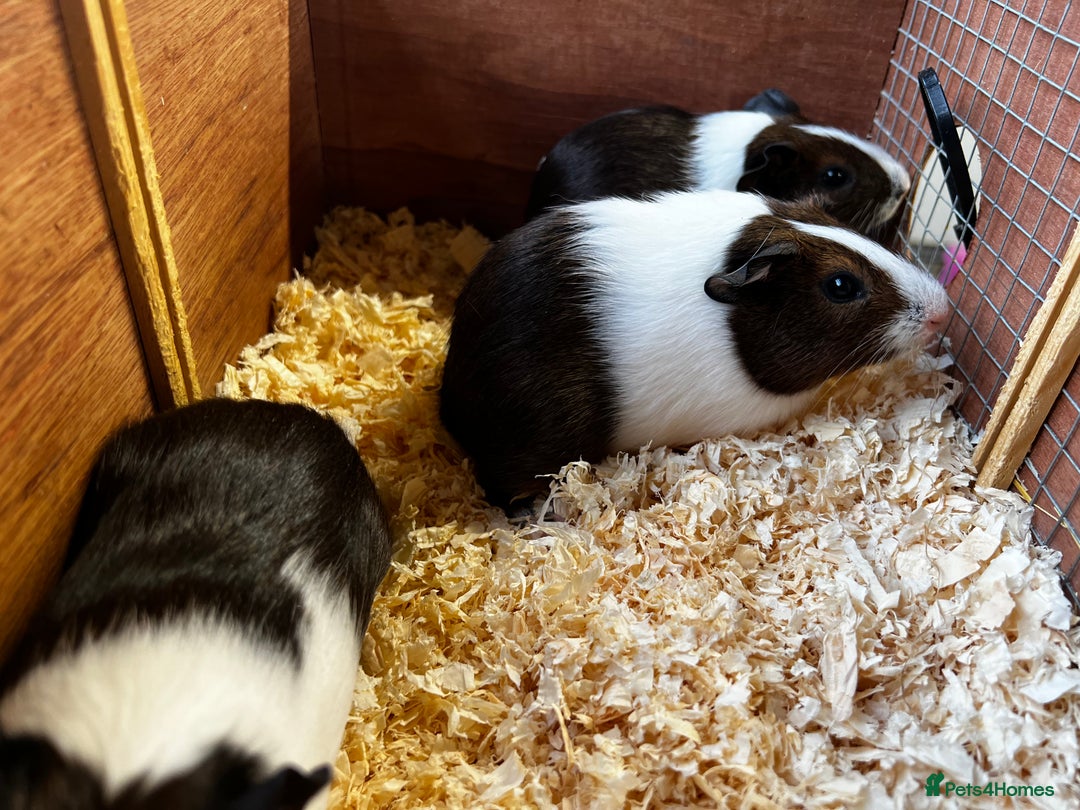 Guinea Pig rodents for sale: Bonded group of young boars - Image 7