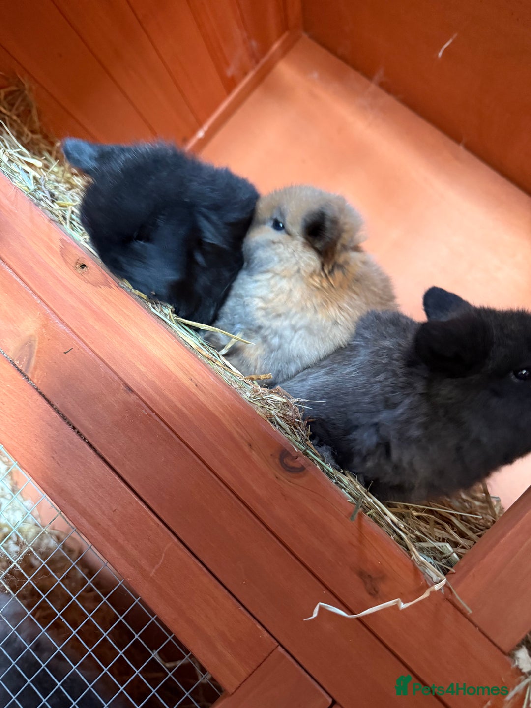 Mini Lop rabbits for sale: 2 exceptional mini lops  - Advert 5