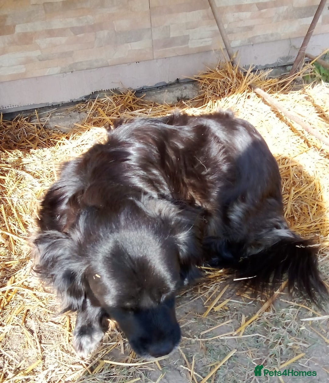 Mixed Breed dogs for adoption: TARRA, a beautiful & gentle girl for a Loving Home - Image 3