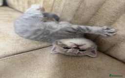 British Shorthair cats for sale: Adorable british shorthair kittens - Image 10