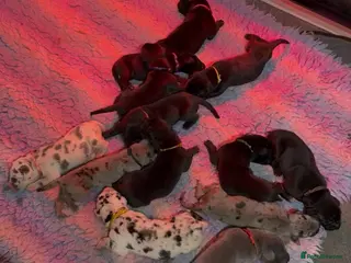 Great Dane dogs KC registered Grest Dane puppies - Advert 5