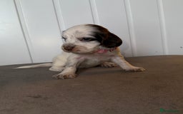 Sprocker dogs for sale: Sprocker puppies - Image 5