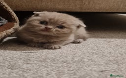 British Shorthair cats for sale: British shorthair  - Image 6