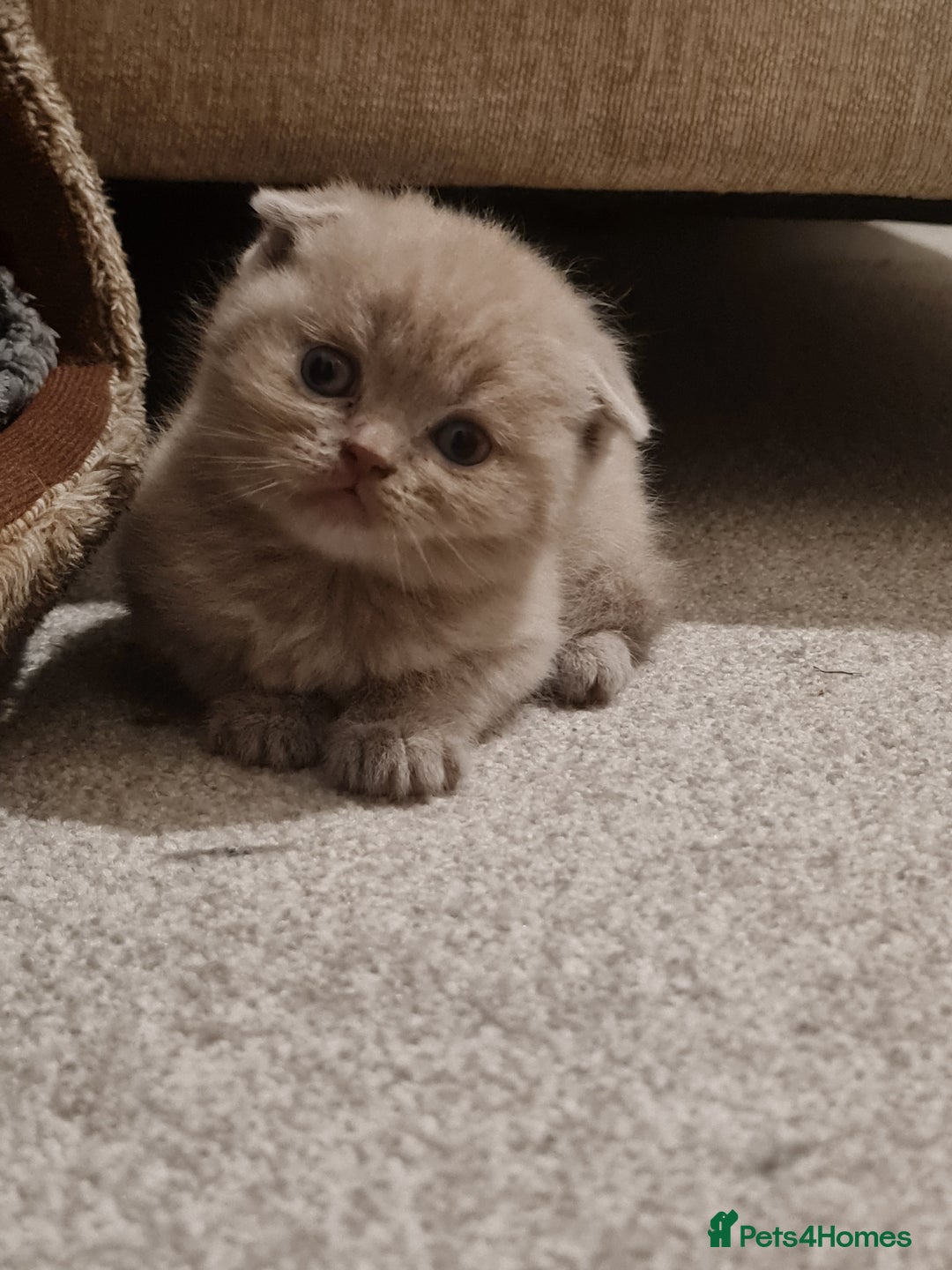 British Shorthair cats for sale: British shorthair  - Image 6