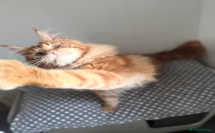 Maine Coon cats - Advert 1