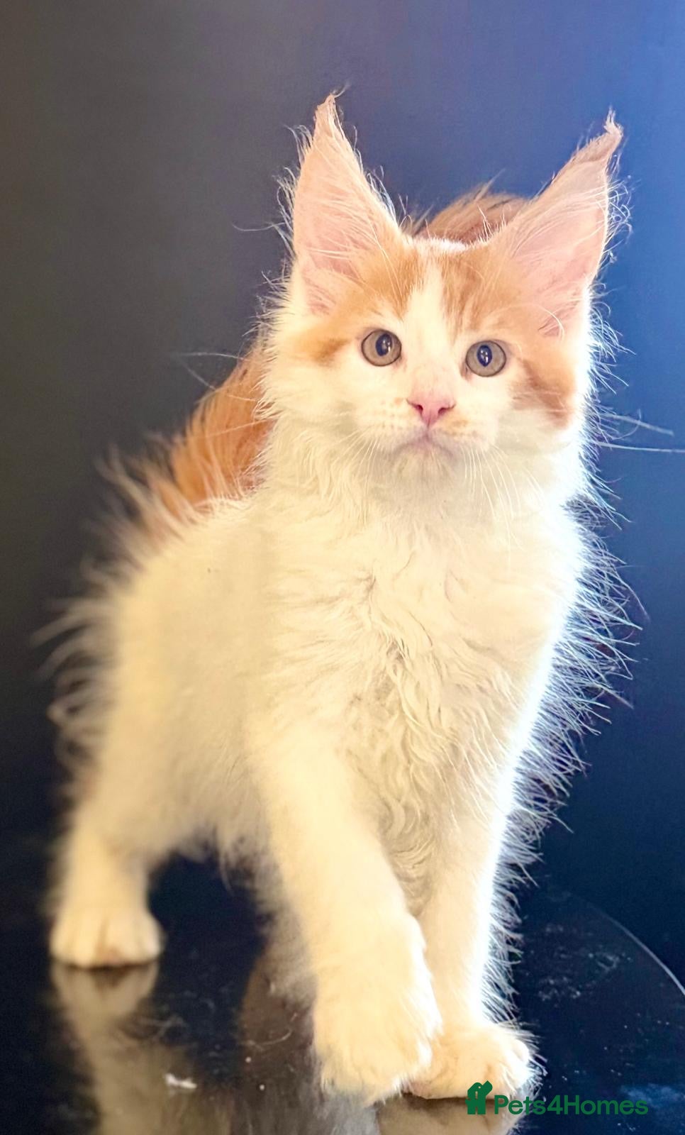 Maine Coon cats Ready for home TICA registered maine coon kittens - Advert 2