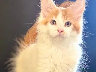 Maine Coon cats Ready for home TICA registered maine coon kittens - Advert 8