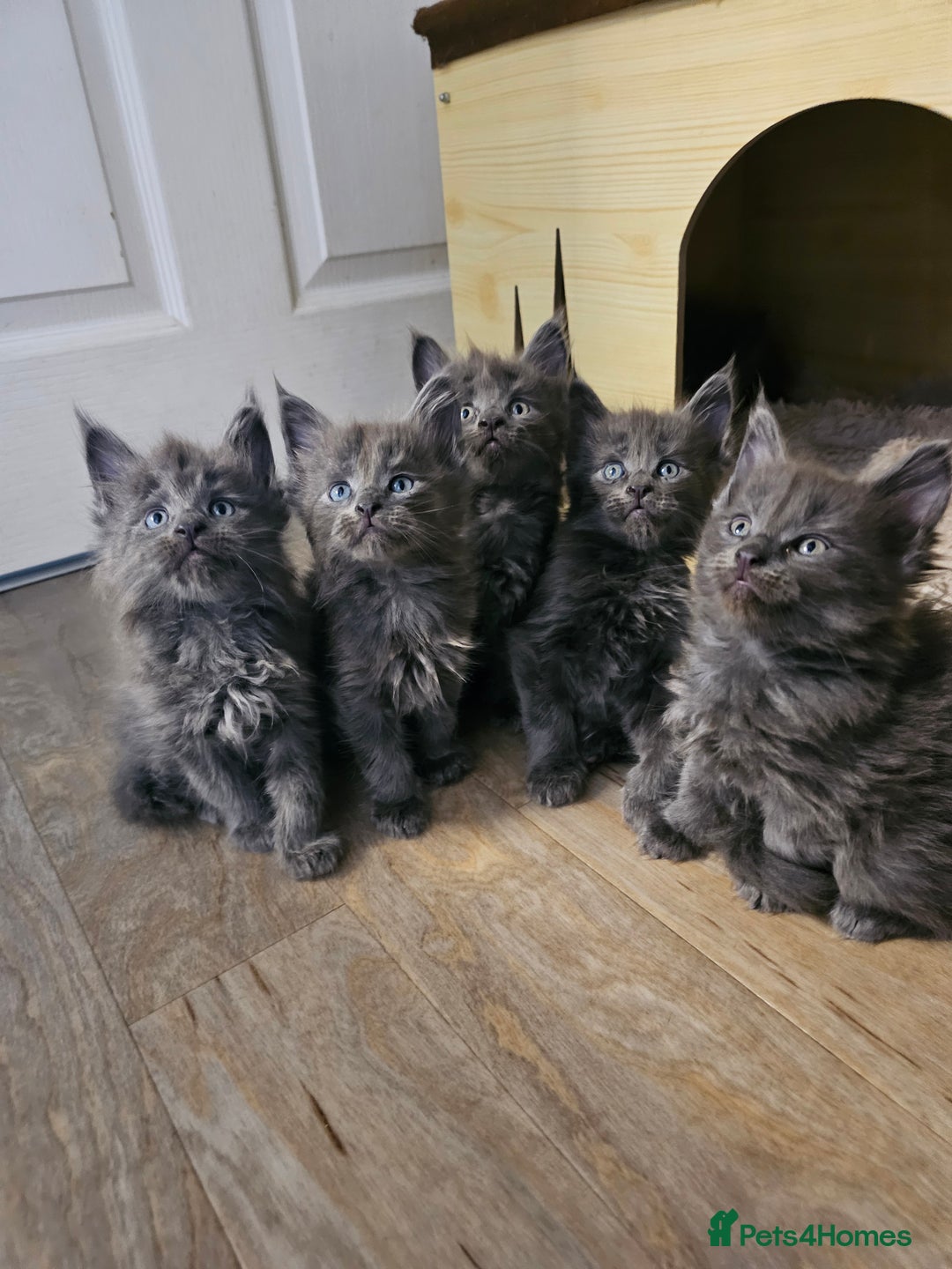 Maine Coon cats for sale: 🔥*STUNNING Litter of 6 Solid*💎*Blue Maine Coon💎 - Advert 7