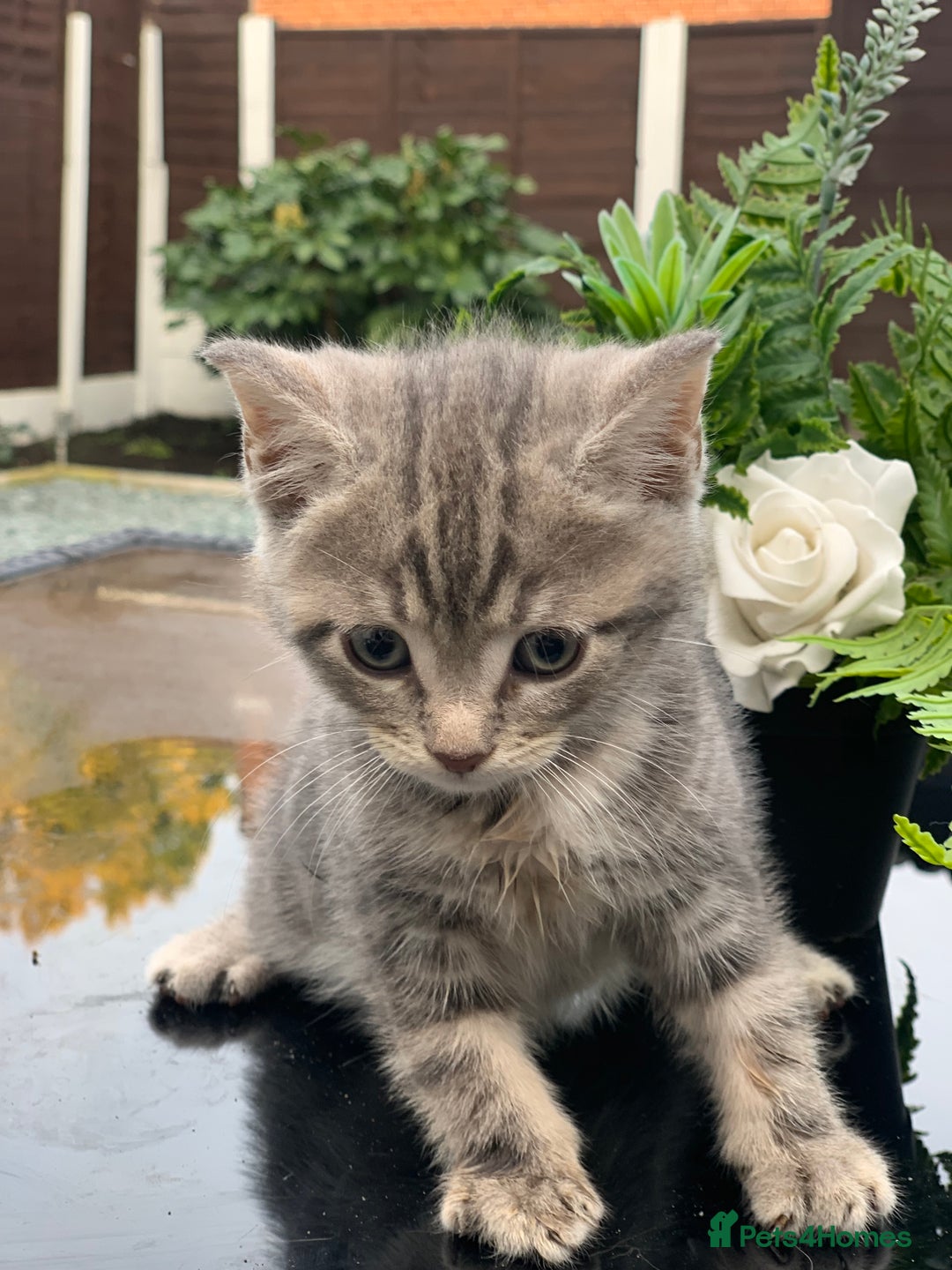 Toyger cats for sale: Tabby kittens  - Image 18