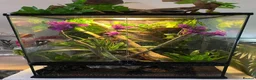 Gecko reptiles for sale: Crested Gecko Tri-Colour Partial Quad Stripe in Middlesbrough - Advert 5
