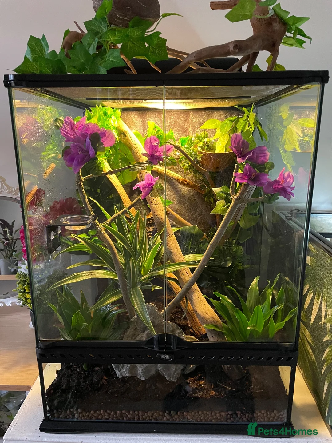 Gecko reptiles for sale: Crested Gecko Tri-Colour Partial Quad Stripe in Middlesbrough - Advert 5
