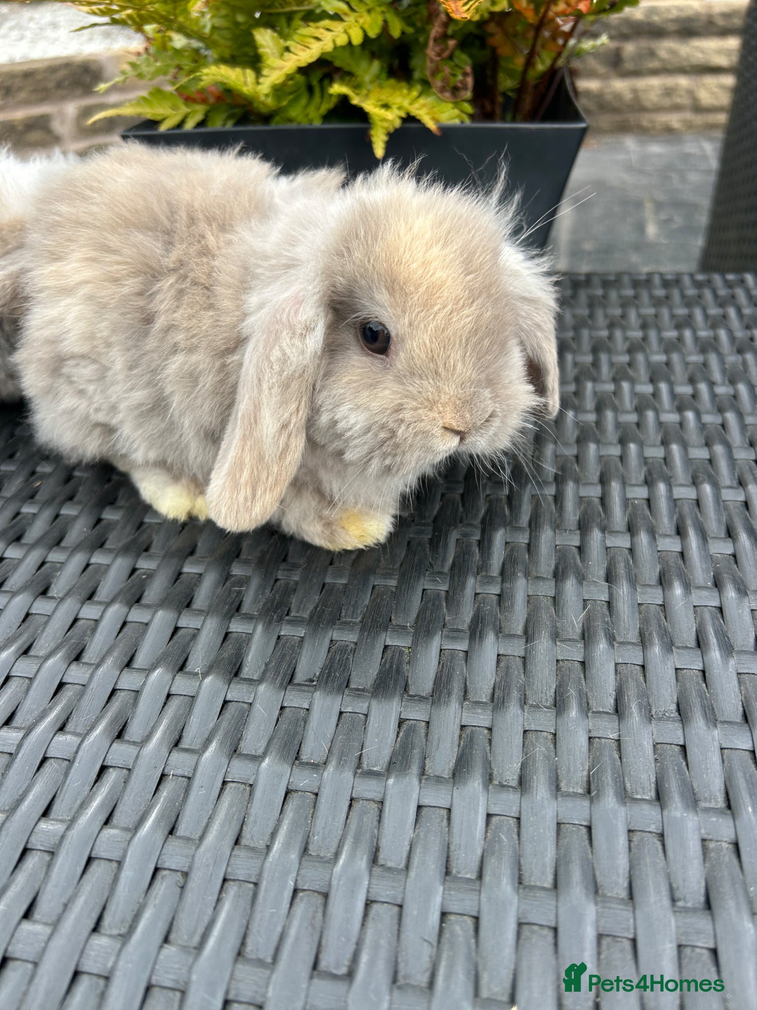 Mini Lop rabbits mini lops looking for their forever home £70 - Advert 1