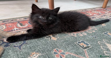 Mixed Breed cats - Advert 13