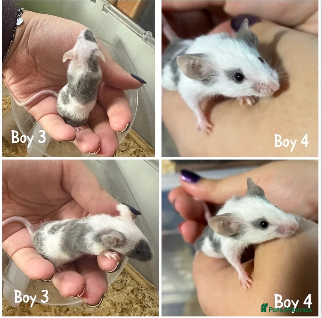 Mouse rodents for sale: BABY FANCY MICE FOR SALE - Advert 2