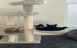 Mixed Breed cats for sale: Female black kitten - Image 4