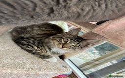 Maine Coon cats for sale: X Maine coon kits - Image 21