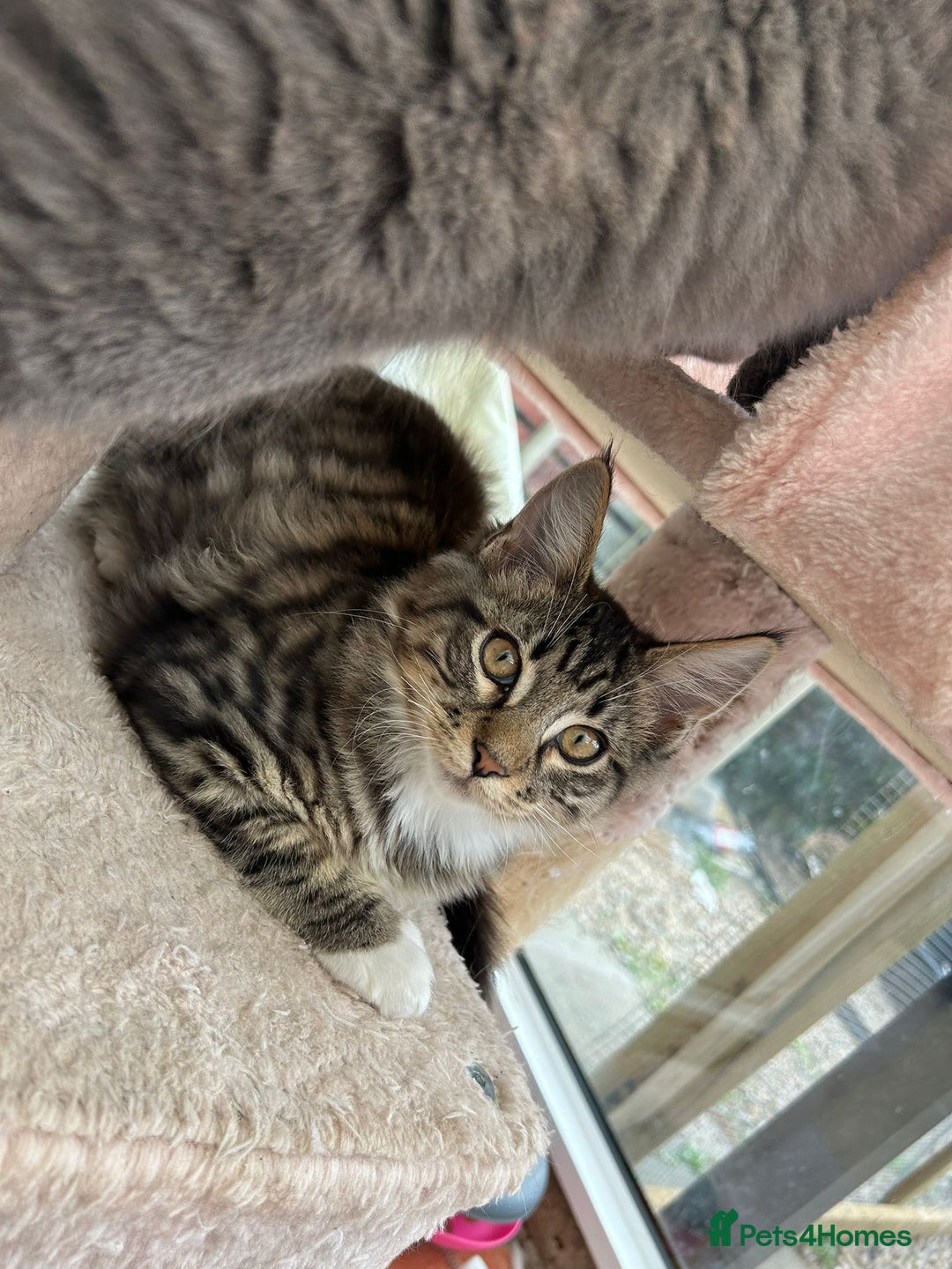 Maine Coon cats for sale: X Maine coon kits - Image 21