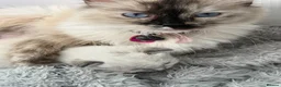 Ragdoll cats for sale: Two Ragdoll kittens - Advert 7