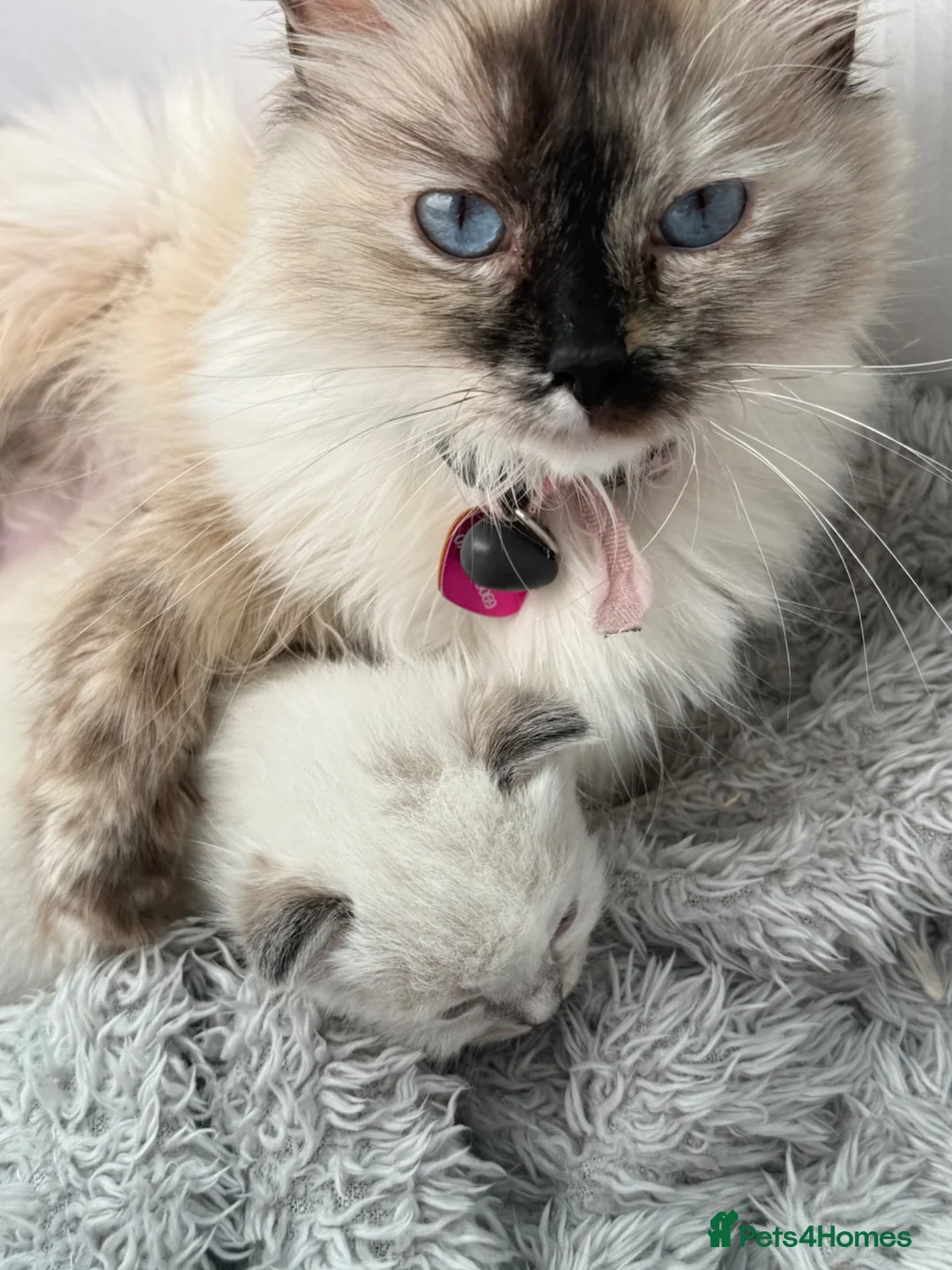 Ragdoll cats for sale: Two Ragdoll kittens - Advert 7