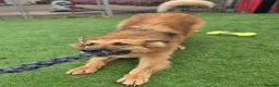 German Shepherd dogs for adoption: GANDER - 5 year old GSD - Advert 6