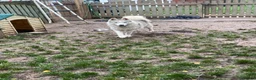 Siberian Husky dogs for sale: Kc Siberian Husky Girls  - Advert 5