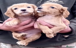 Cocker Spaniel dogs for sale: Cocker Spaniel Puppies  - Image 5