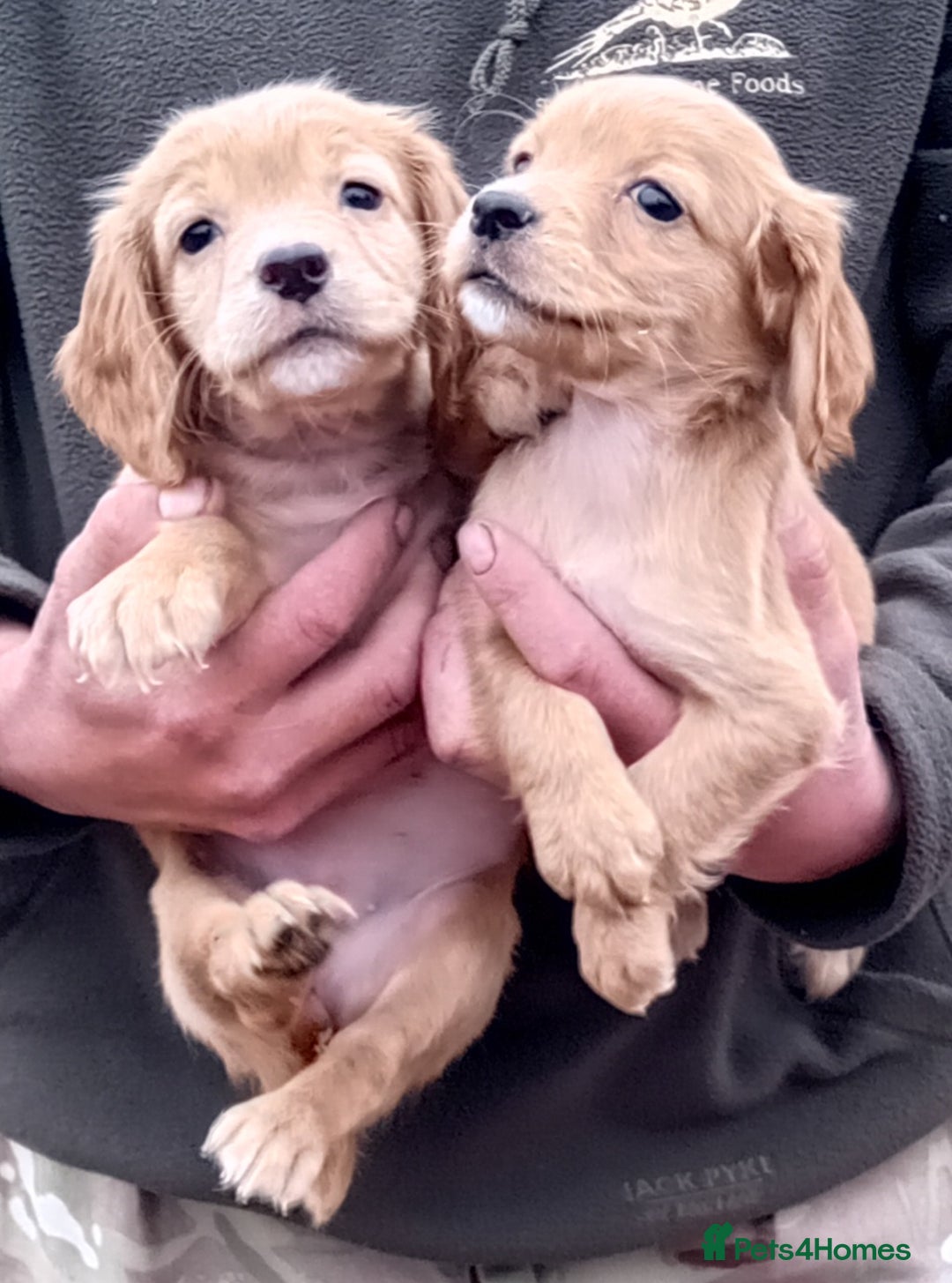 Cocker Spaniel dogs for sale: Cocker Spaniel Puppies  - Image 5