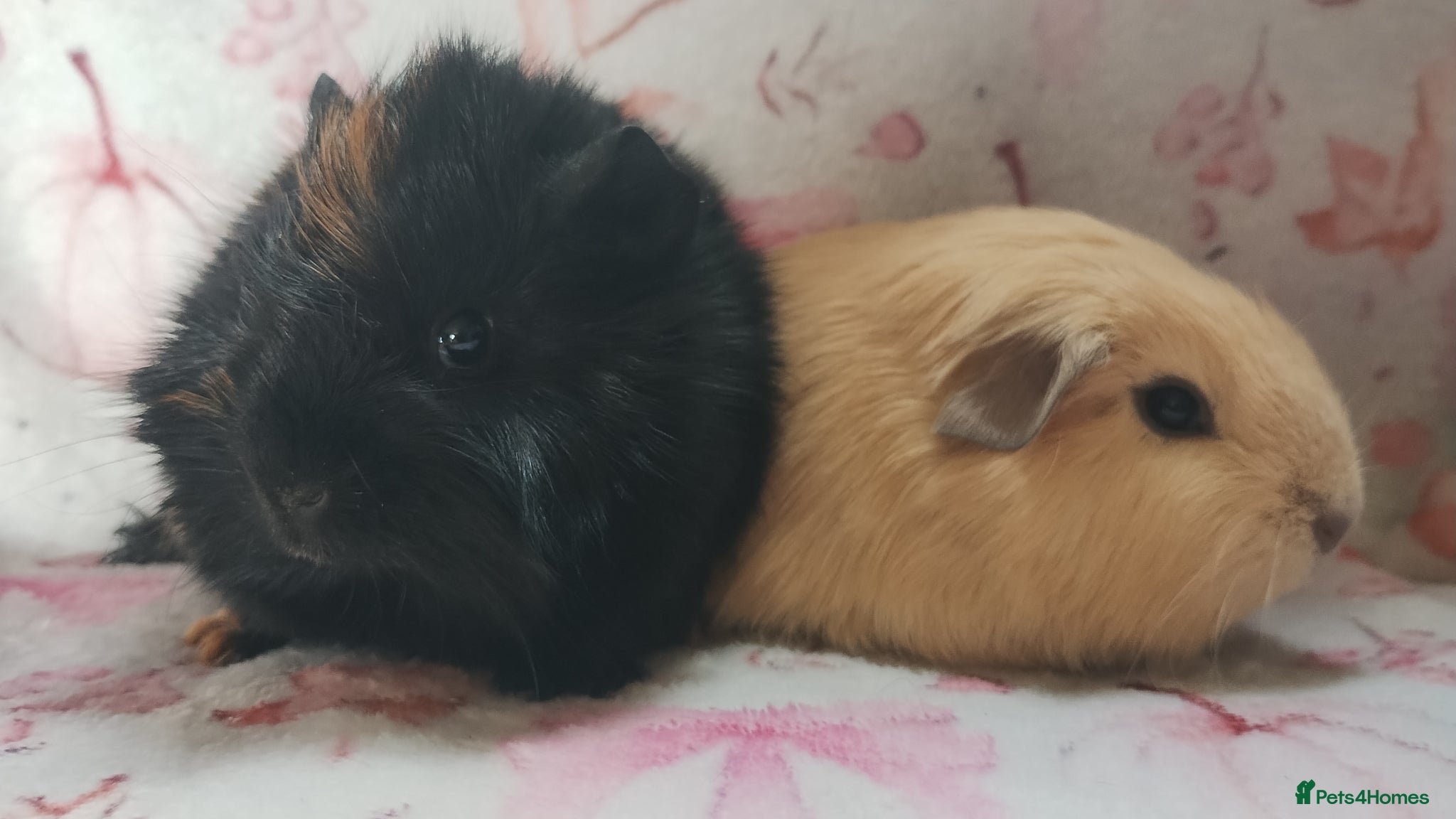 Guinea Pig rodents girl guinea pigs ready 26th April  - Advert 9